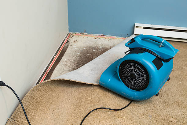 Best Flood damage cleanup  in Mayville, WI